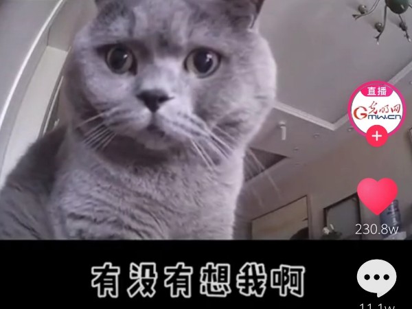 疫情当前，安防监控摄像头下的“宠物”让人泪目